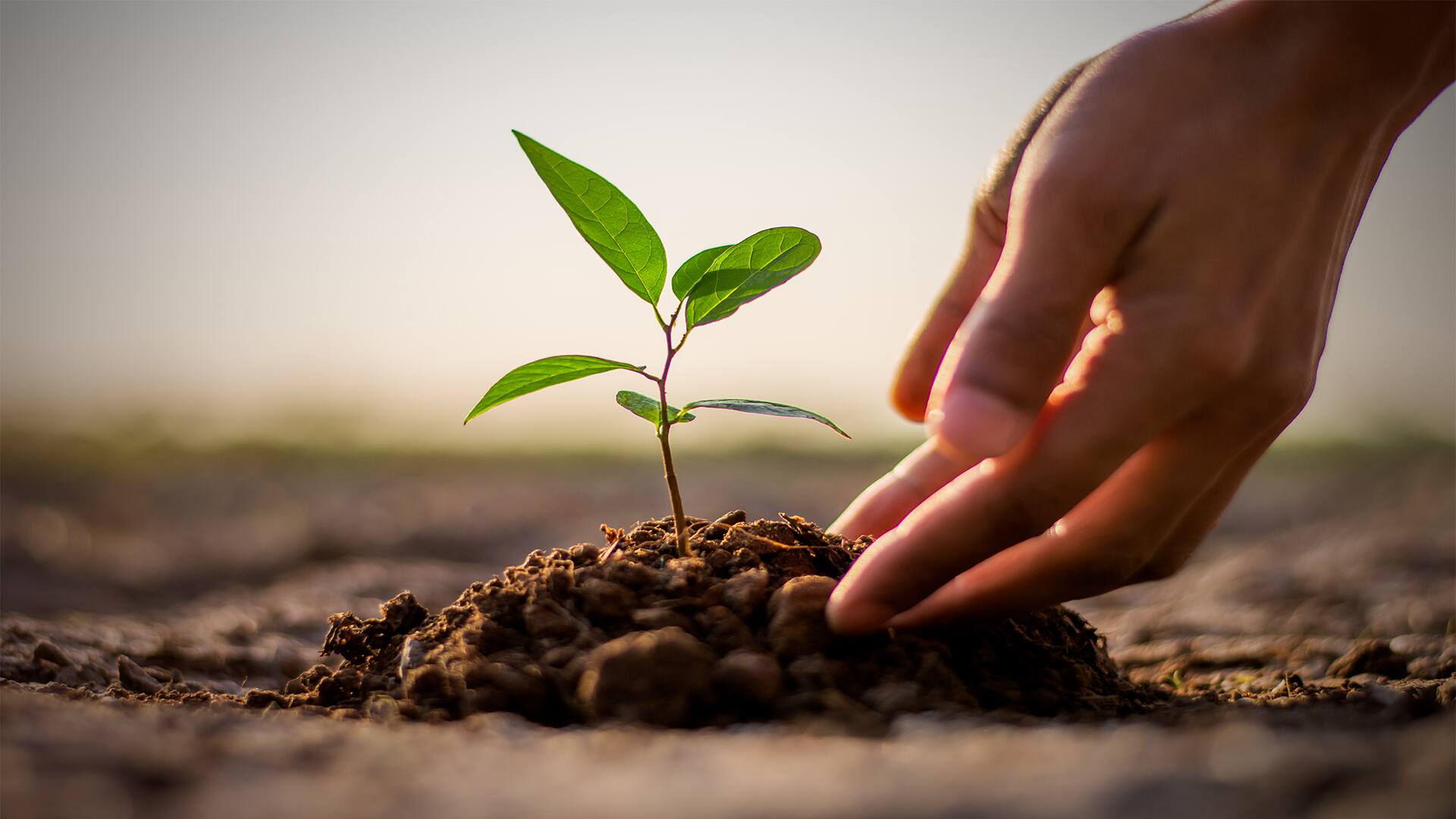 Go Green-Plant A Tree For The Earth 